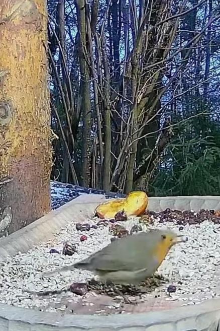 livebirdspoland_3b147e50282eaf218d3c97db944309e3.jpg