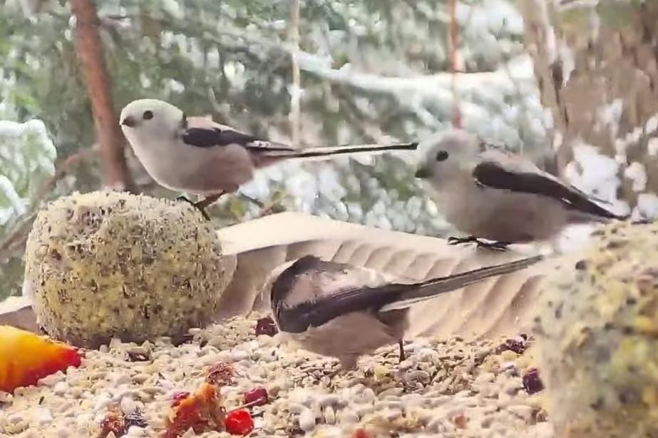livebirdspoland_6451ca4547aa98fb9123ddb1cf2749e0.jpg