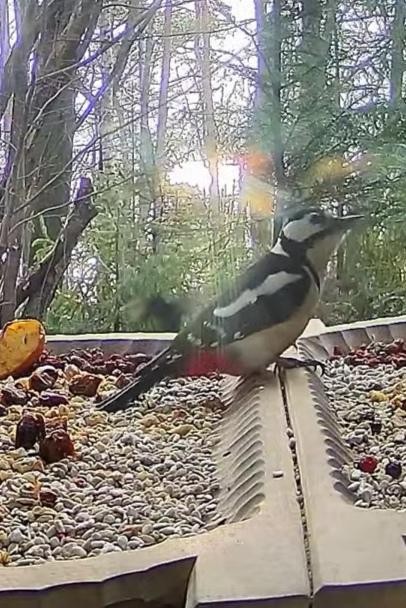 livebirdspoland_33a9168ab1e783bda7f0a15d322c2ff1.jpg