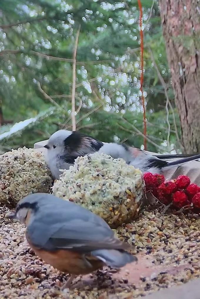 livebirdspoland_75e4ac79d6f4f47b6f09a9e6df7bd14e.jpg