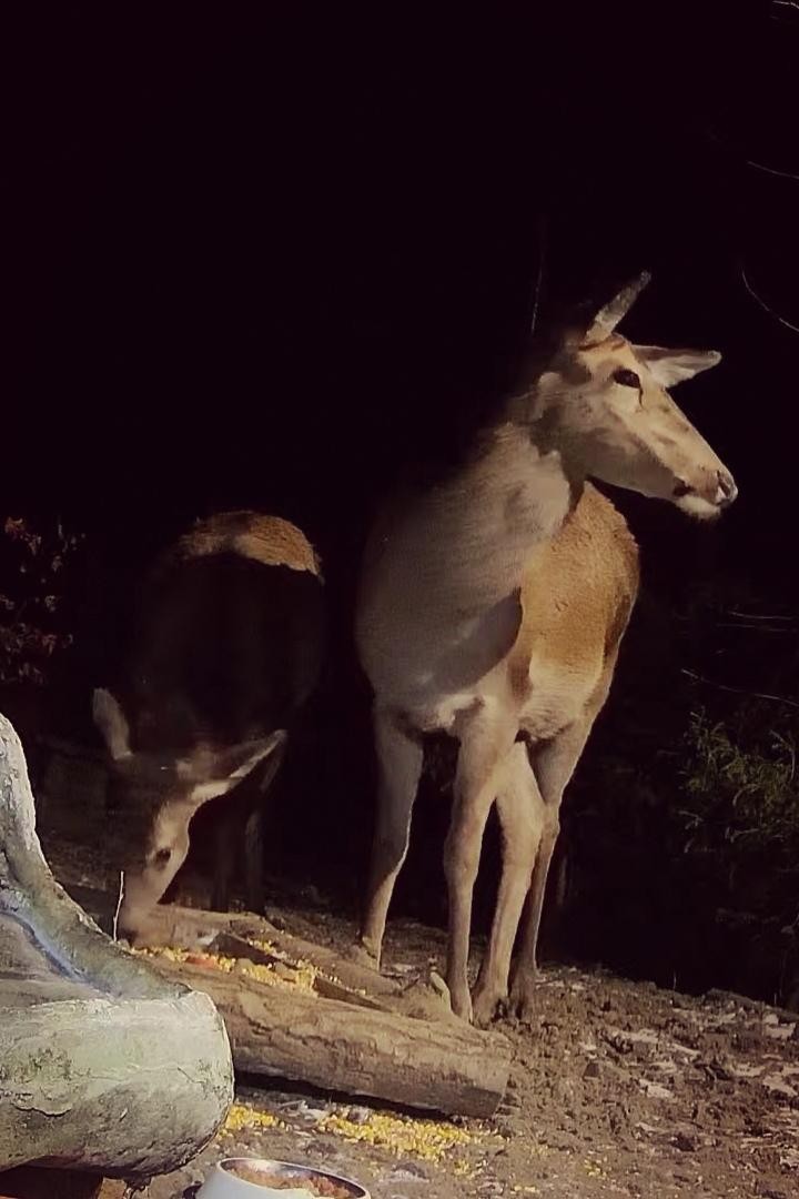 livebirdspoland_3423d5b8c733e09b33054e3b78bdac6a.jpg