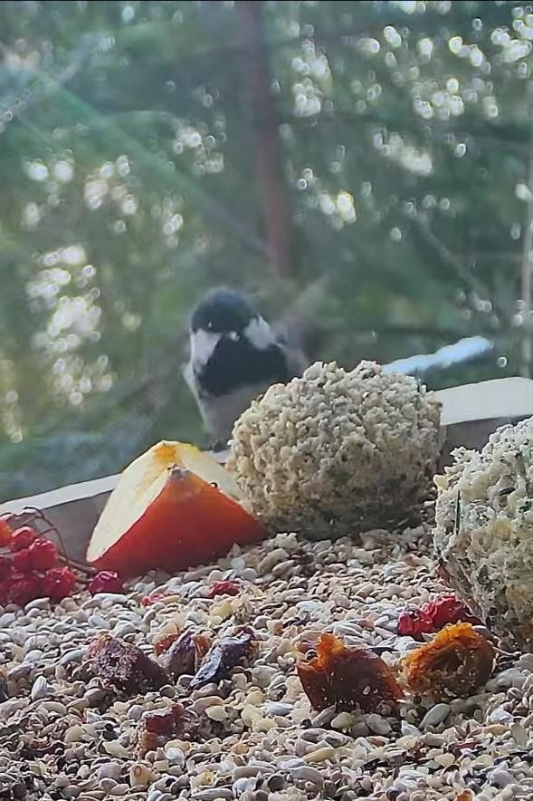 livebirdspoland_6195f96eee72fd28ce1c24e58d679db0.jpg