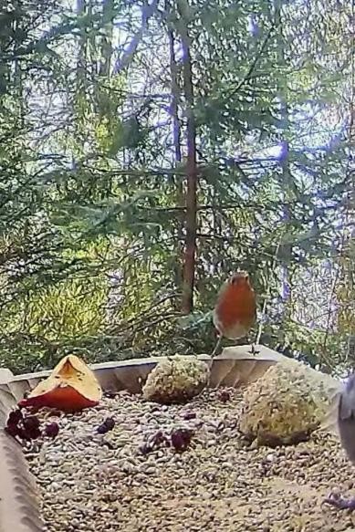 livebirdspoland_80ed5de94a9a6b6edf91bd2e8716a0b7.jpg