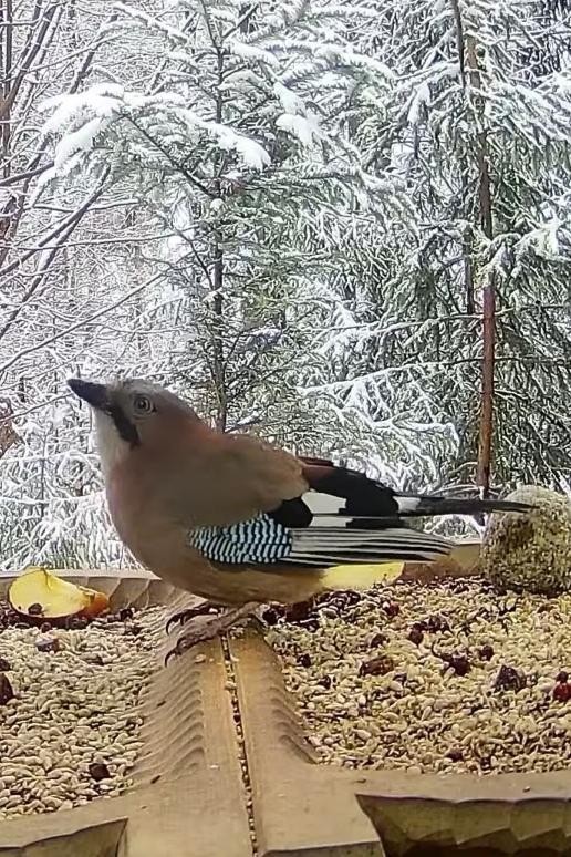 livebirdspoland_613d3414e36fcf8bd7e751ffad896e5c.jpg