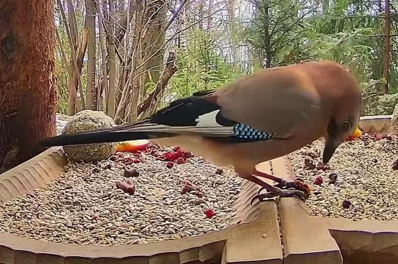 livebirdspoland_ac80b9b3199bfd876fdad35e149c6a9c.jpg