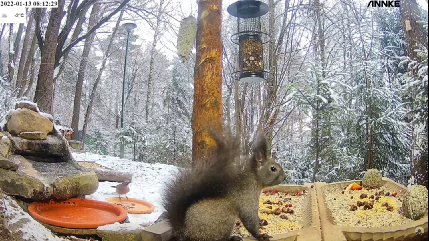 livebirdspoland_48c5597e63894424adde644f6d4a9250.png