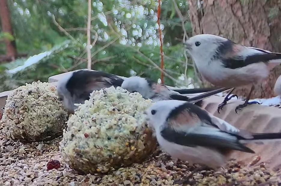 livebirdspoland_d06c7f99a9c50d58cd99d2768e979a70.jpg