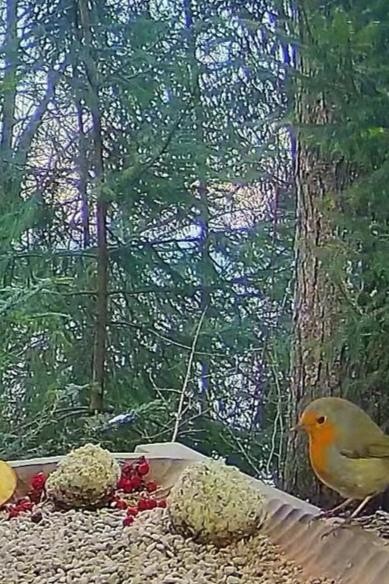 livebirdspoland_4a73f6173ef615216df4af13c2482bc8.jpg