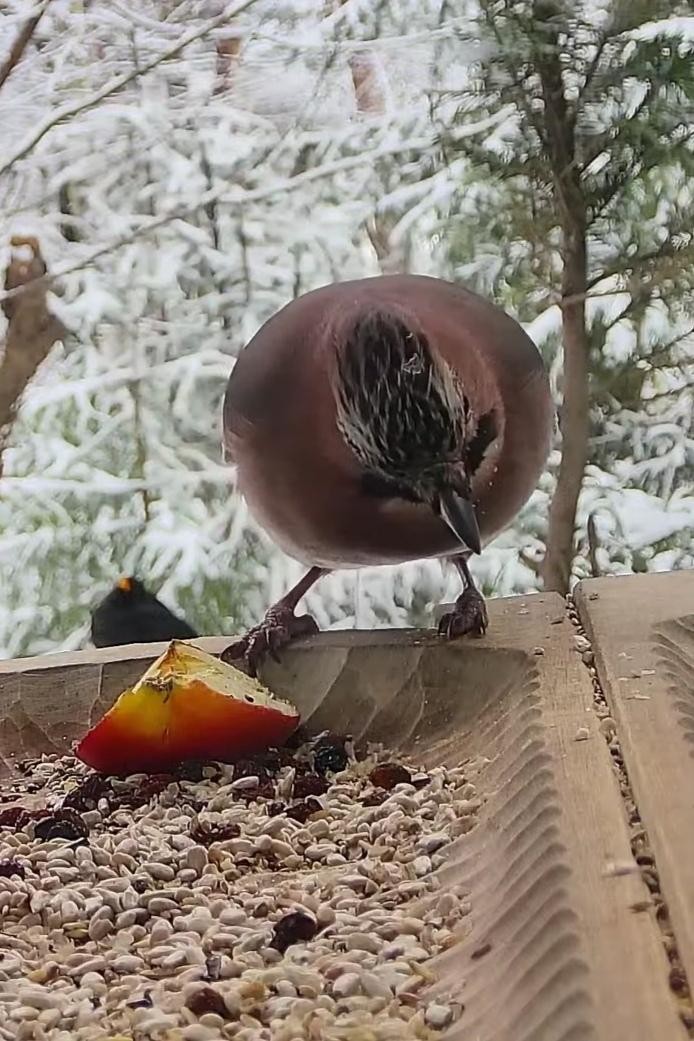 livebirdspoland_a616794452789970b9f44de25bd570e0.jpg