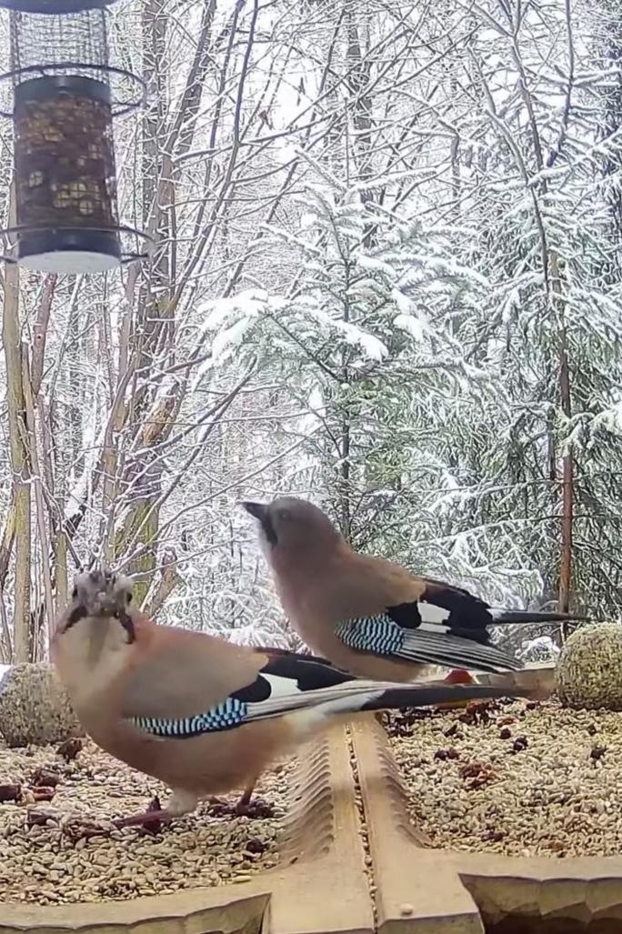livebirdspoland_354507b2b27484f0e1a3aed57297d182.jpg