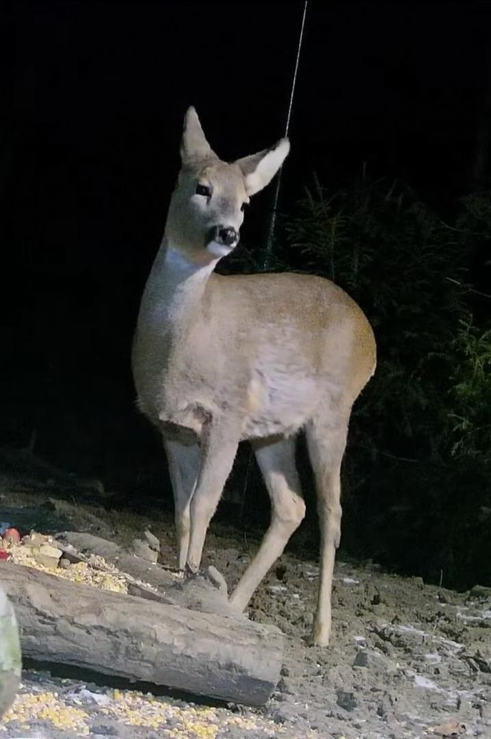 livebirdspoland_335e77ba3b6b816856e129a297e75e6e.jpg