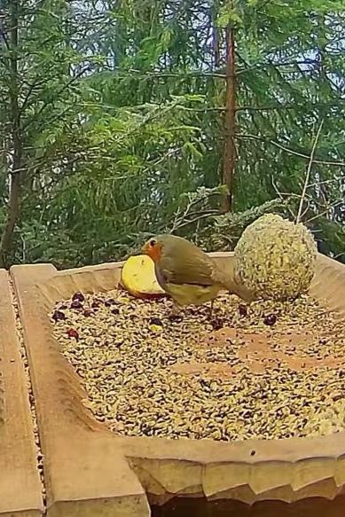 livebirdspoland_7bd92676e78cc3b4d3e48baf29127abc.jpg