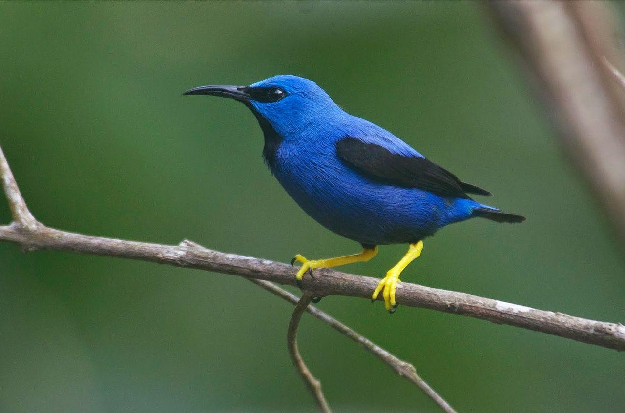 livebirdspoland_c172fe1dcad34f117f7beefb34d66195.jpg