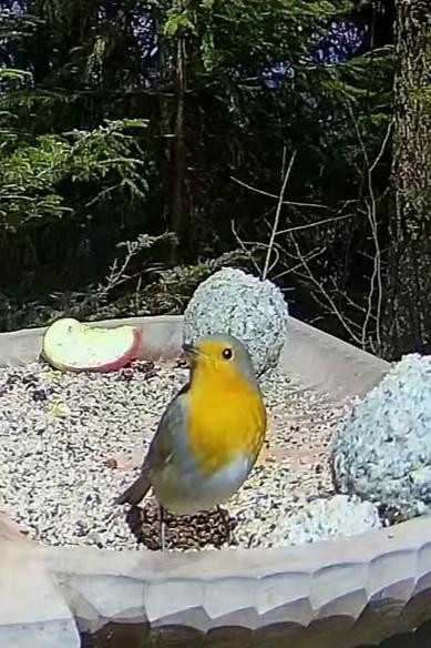 livebirdspoland_799475df6b145ae6082d7243b477c93d.jpg