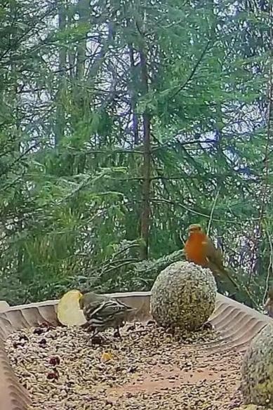 livebirdspoland_7c60762a0256e0ebbe3f172eaa2d55da.jpg