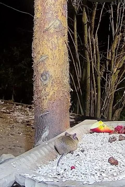 livebirdspoland_936770550ad6b80c024ccfbd170115fc.jpg