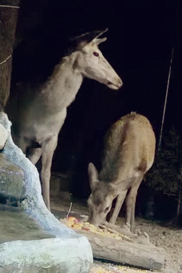 livebirdspoland_310f39b1773ae0a1ba019bbb232b94e0.jpg