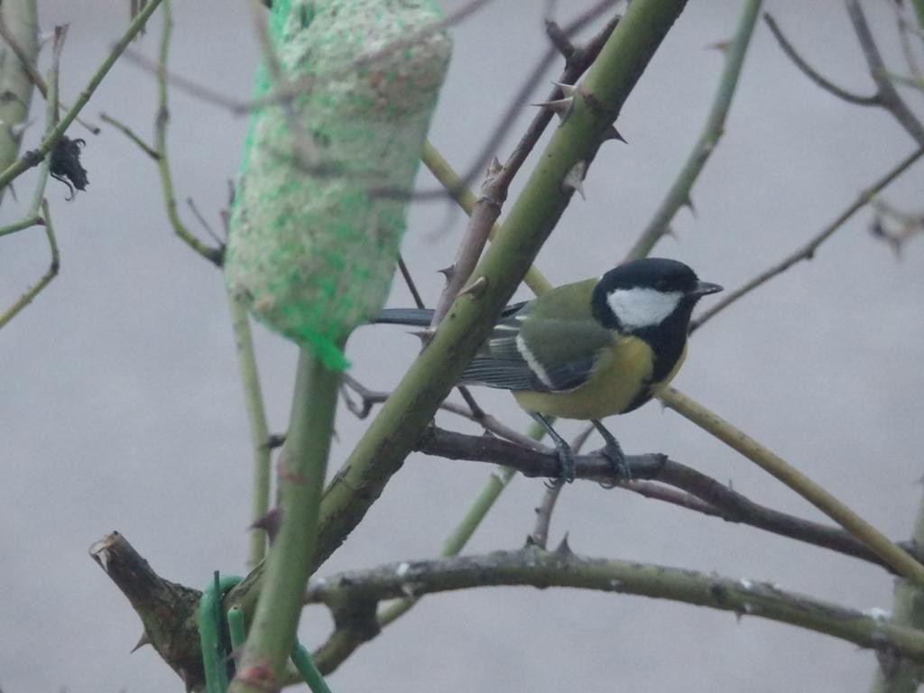 livebirdspoland_5a66c5d836c86225f15675561ff534f4.jpg