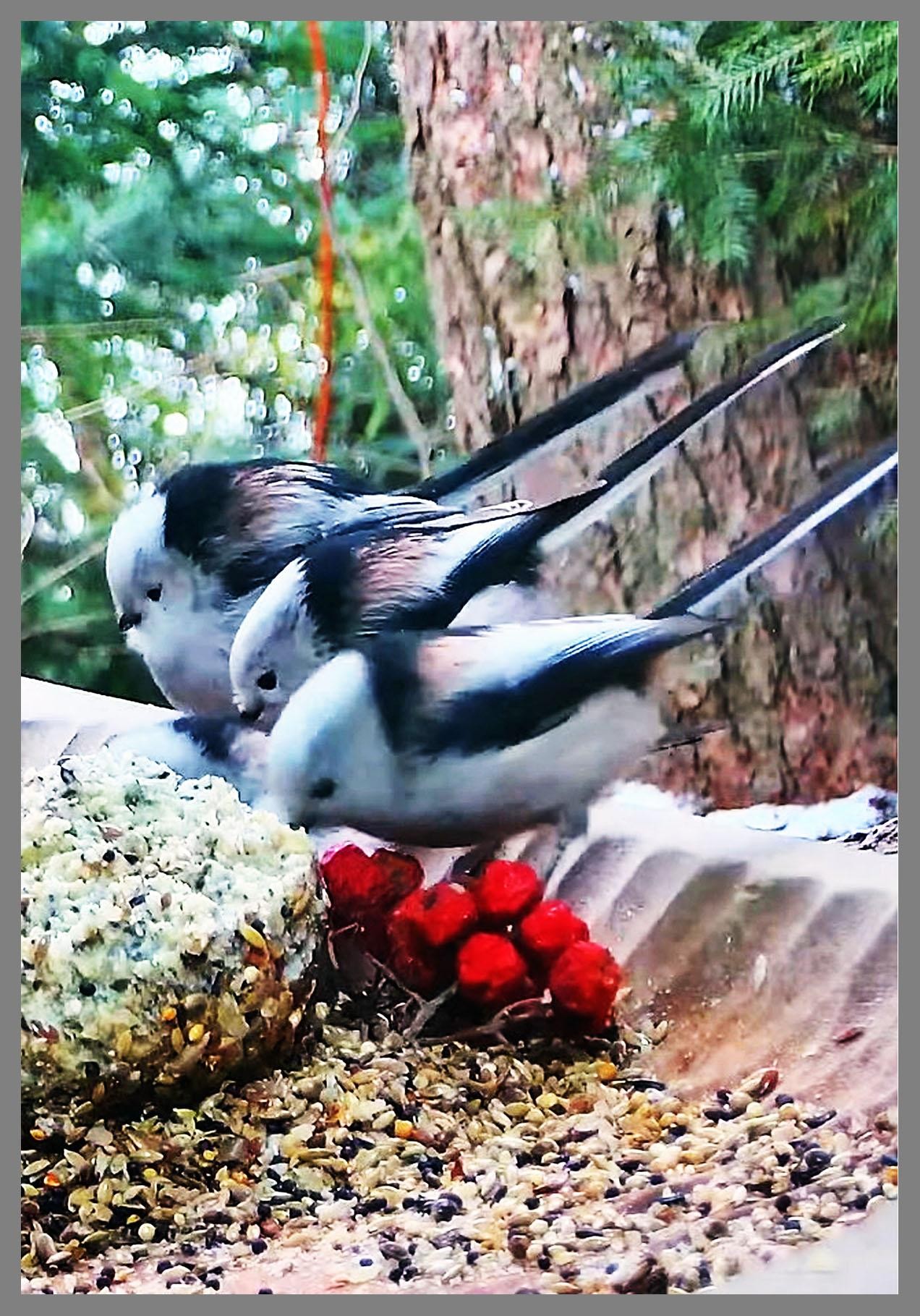 livebirdspoland_e0ec1e68ac7a222380bf5747859a090b.jpg