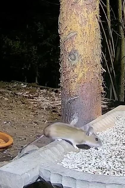 livebirdspoland_b819ea3d8588cbc042e30eb80dd3a4ed.jpg