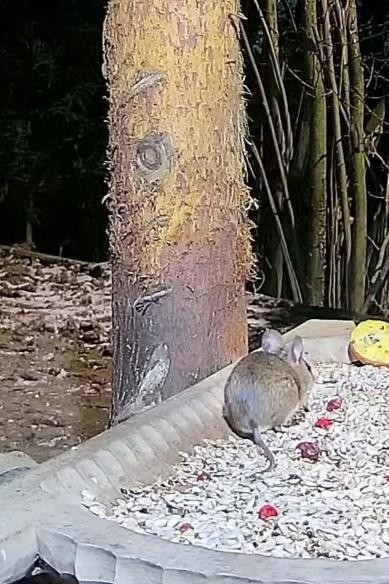 livebirdspoland_ce51e3e18649bf540b157d32c7566808.jpg