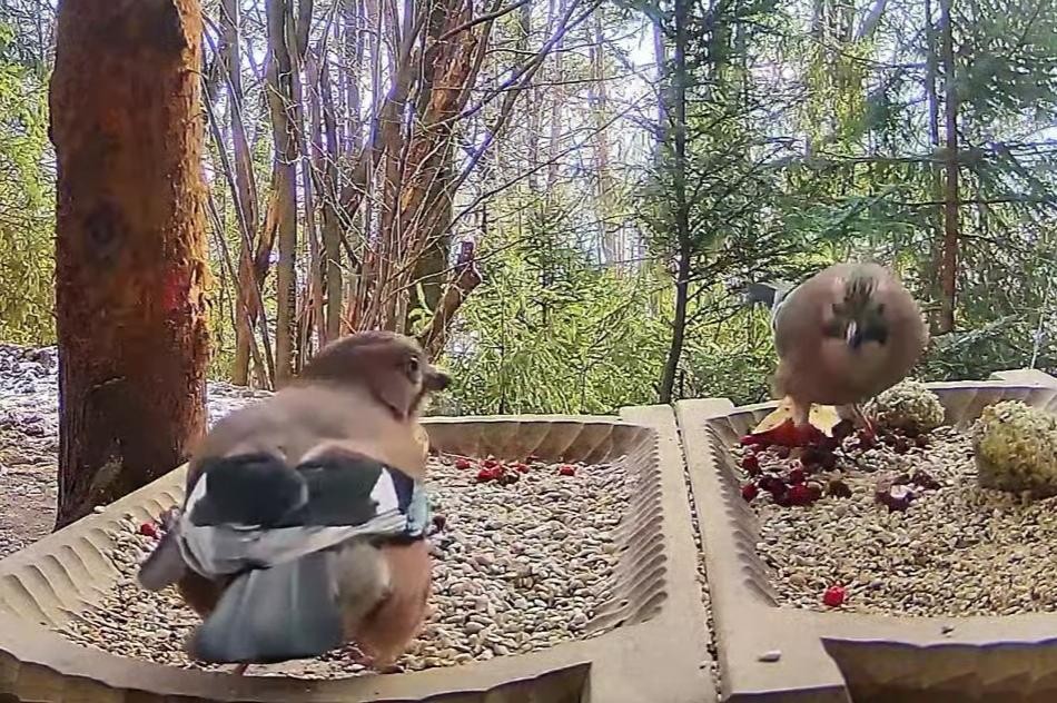 livebirdspoland_f1628593bd0bd7b0e2e225443dc5bc76.jpg