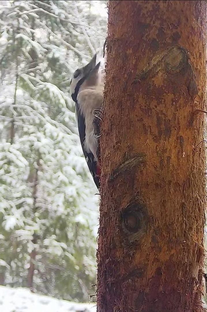 livebirdspoland_1c033d56696ad98871e228f6edd424b9.jpg