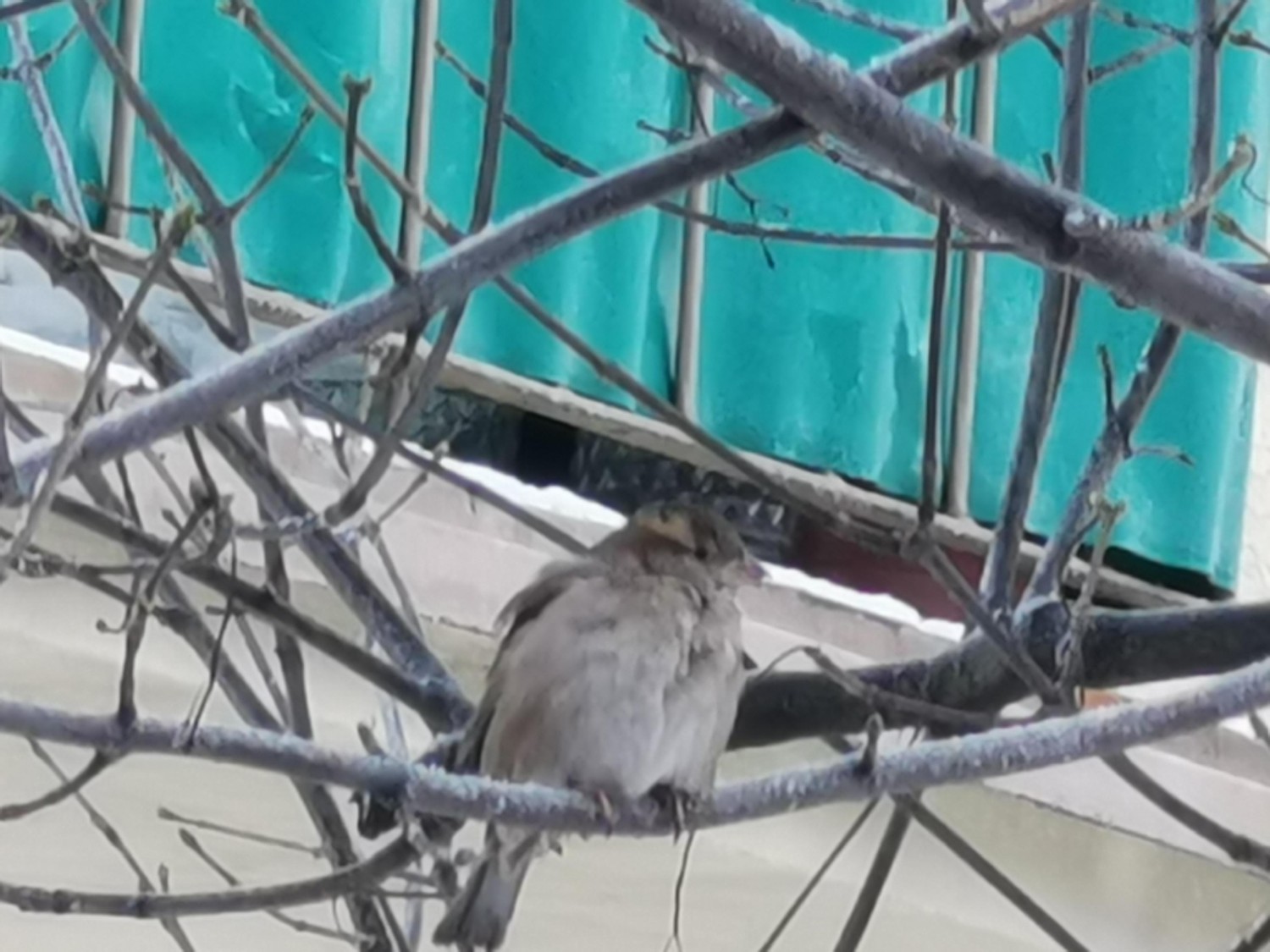 livebirdspoland_4e8a54408e00d508f094d3ddb79fc2f5.jpg