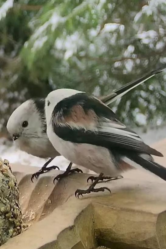 livebirdspoland_26042d35472b7d89459bb477e7eba095.jpg