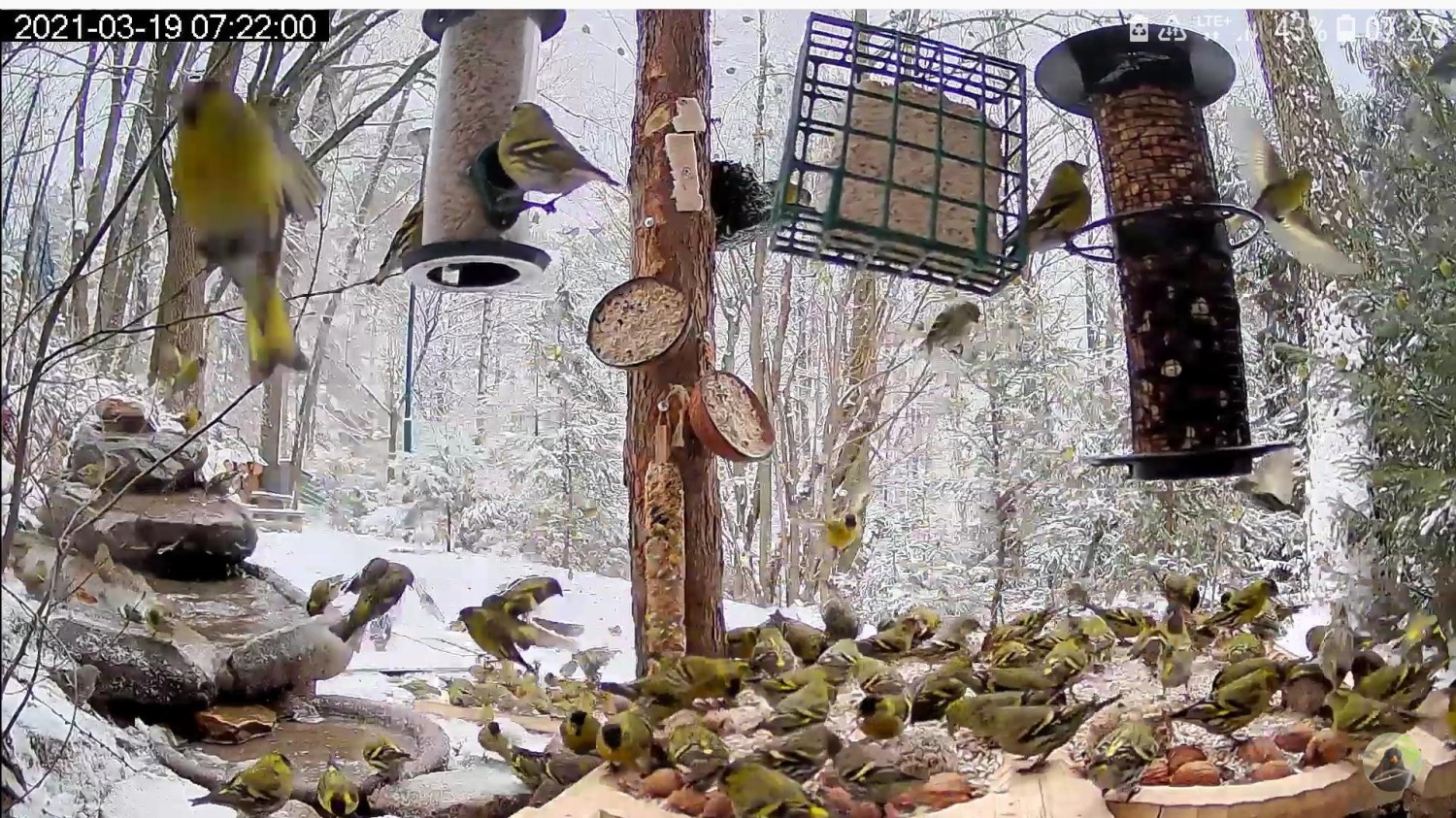 livebirdspoland_93221f4ed0e6133239f61a9912302632.jpg