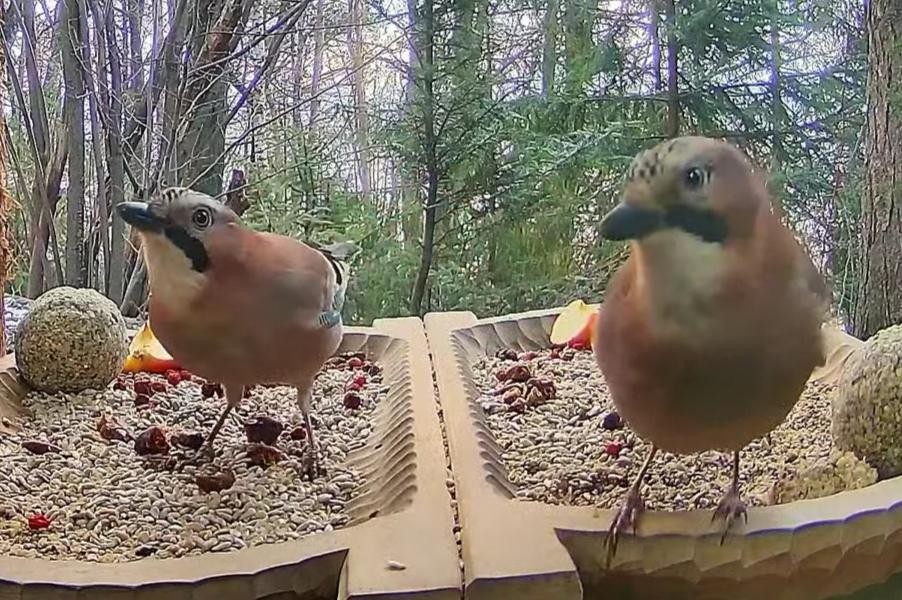 livebirdspoland_2df9d3c4b34224a38bd1a4f41f7b061b.jpg