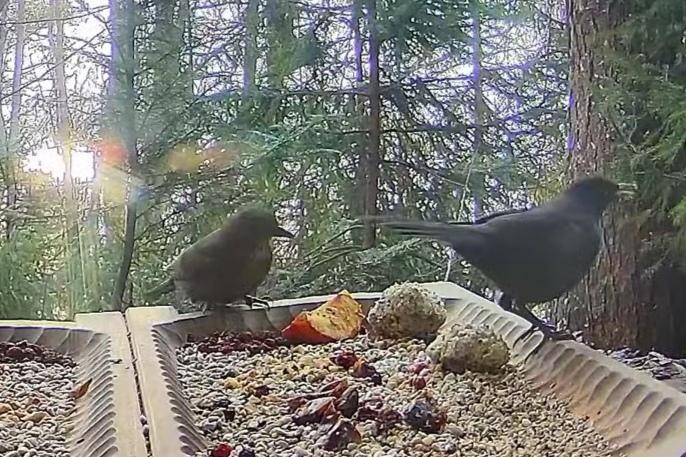 livebirdspoland_9274ebf517cdf7d7c2c27835369eebae.jpg