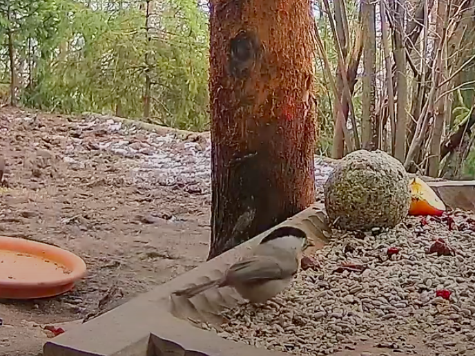 livebirdspoland_9528c84ef5c7354aa4c0c67f28711c9d.png