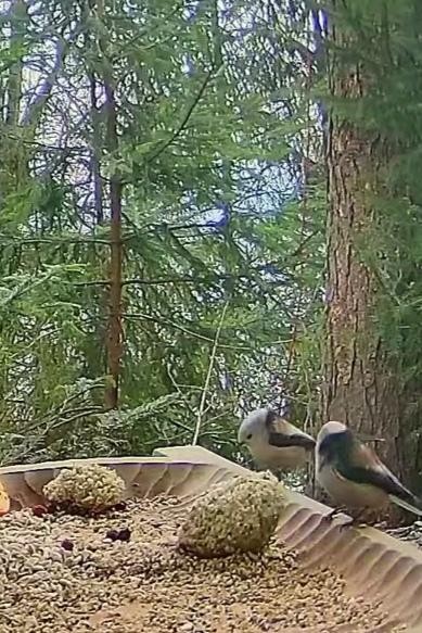 livebirdspoland_84432c61006824fc796ff93883c9c0b4.jpg