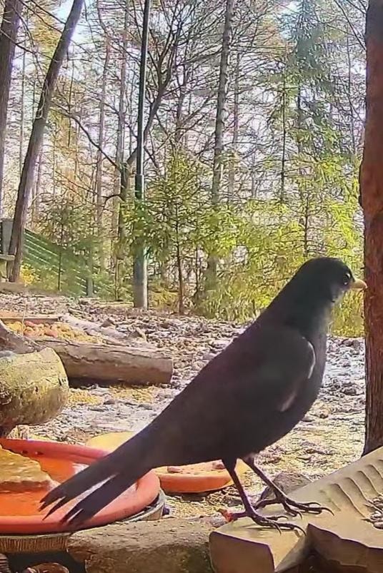livebirdspoland_83a80ecf5b36f271c9a53c221cdef481.jpg