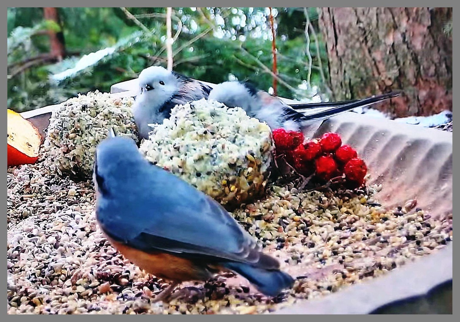 livebirdspoland_83b92e05892557bdb427d7e3d2298262.jpg