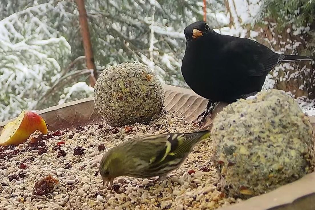livebirdspoland_0b9bfa9c06f6f95b20a83335ee308f65.jpg