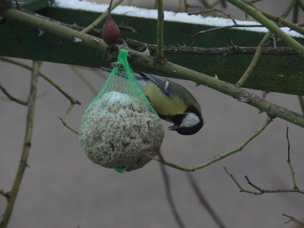 livebirdspoland_94be35ae3581fe68162d3bfd950ed1f4.jpg