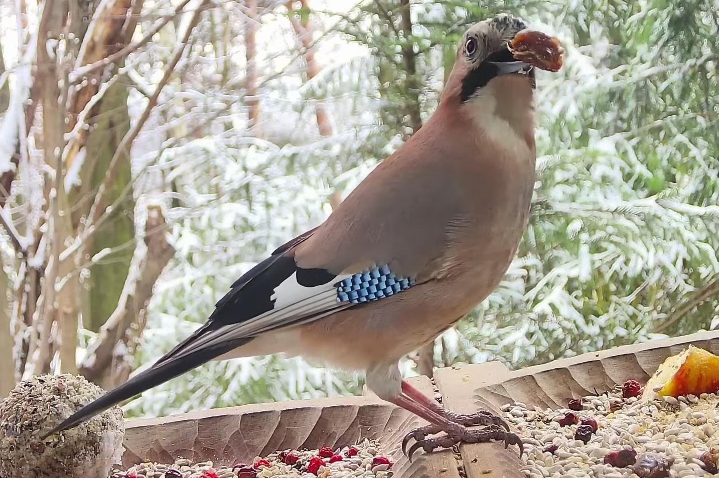 livebirdspoland_ef0da7c1ba0d72ccbe8e5de6fa9a8bc8.jpg