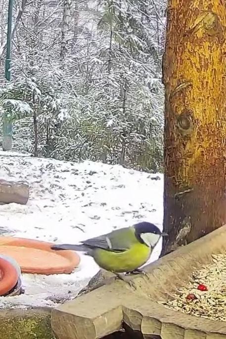 livebirdspoland_7836af6d65ced79b3412496a336829f0.jpg