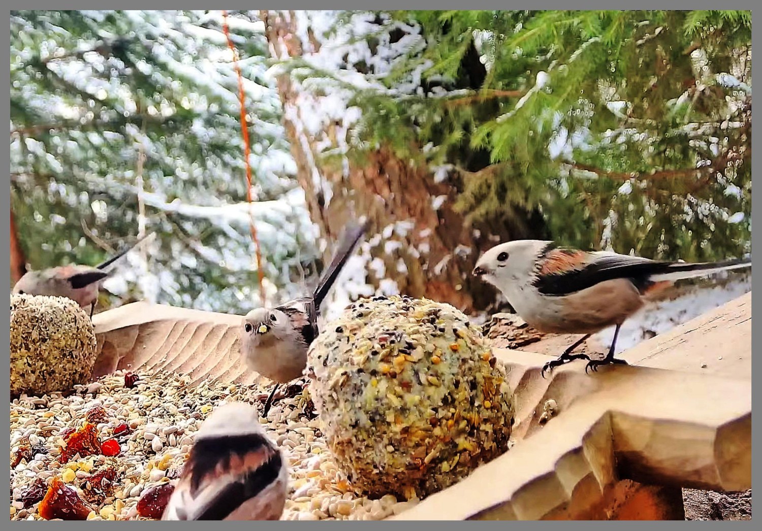 livebirdspoland_0f4aee672bb3aa15e461c168881618ca.jpg