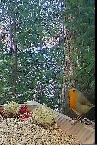 livebirdspoland_a4789cd5a4ab821aca131aa86b07704c.jpg