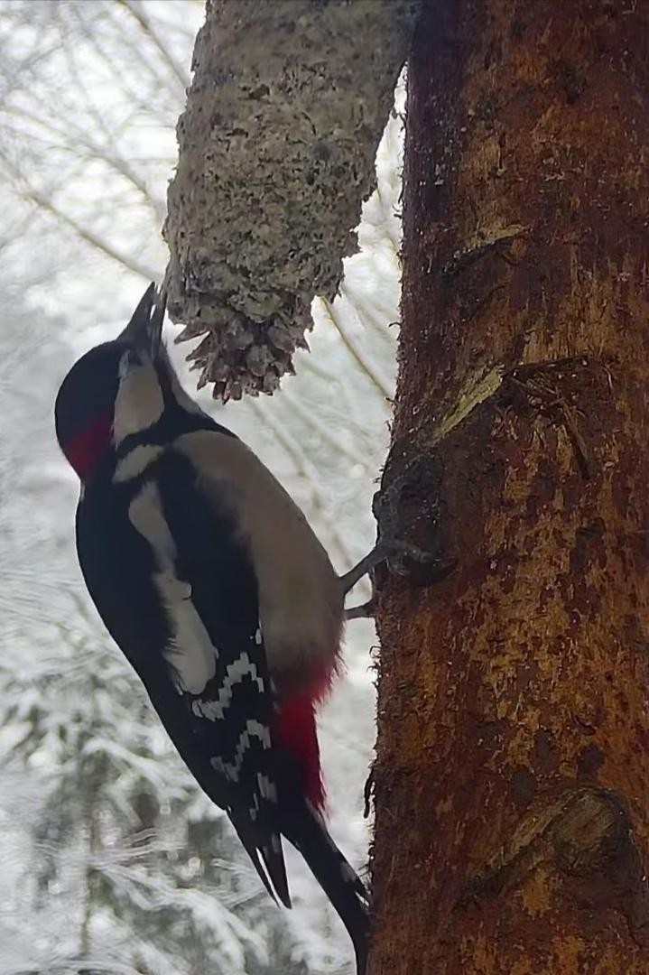 livebirdspoland_f45ce68423a1d181541d62d5aa70f8d2.jpg