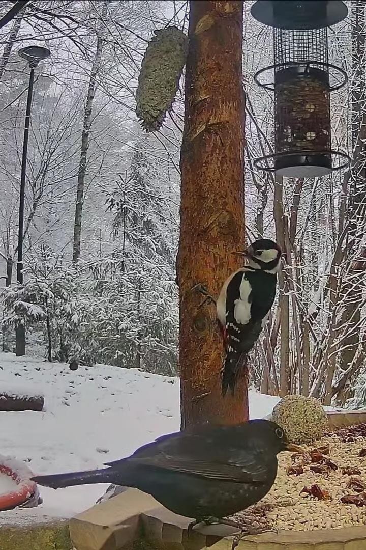 livebirdspoland_8647704d7c1179131e47b6db396a03d5.jpg