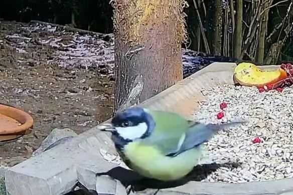 livebirdspoland_c237741609a019755deae2b82112344e.jpg