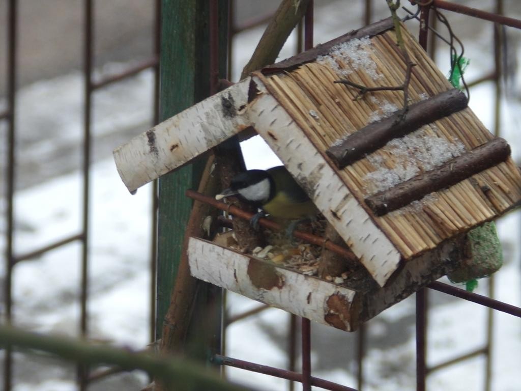livebirdspoland_a4693a13014fe2b146f33f1630c9f451.jpg