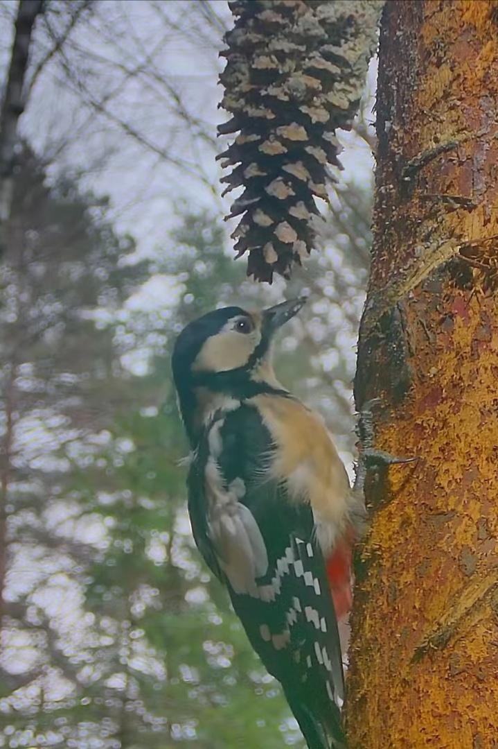 livebirdspoland_23be5c42c64587c4f4512749f72bfe2b.jpg