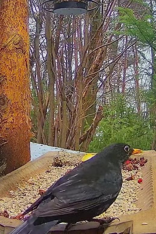 livebirdspoland_b968a31b273dfca6d7c999d3505a39cb.jpg