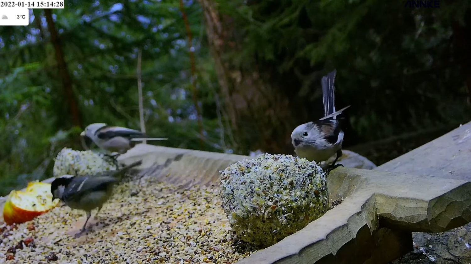 livebirdspoland_5b7e397b4218b7c5c3340806d2c5decf.png