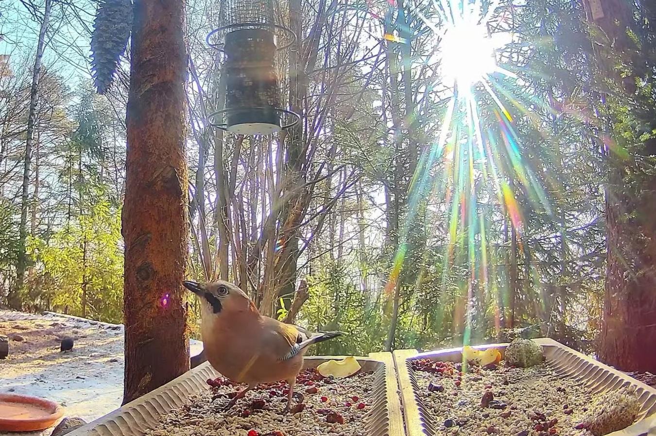 livebirdspoland_a02169a6611a6c526b815b7c41ad6de9.jpg